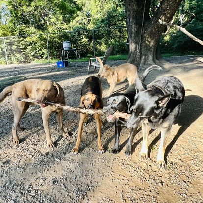 Five dogs eating from a wooden feeder outdoors under a large tree