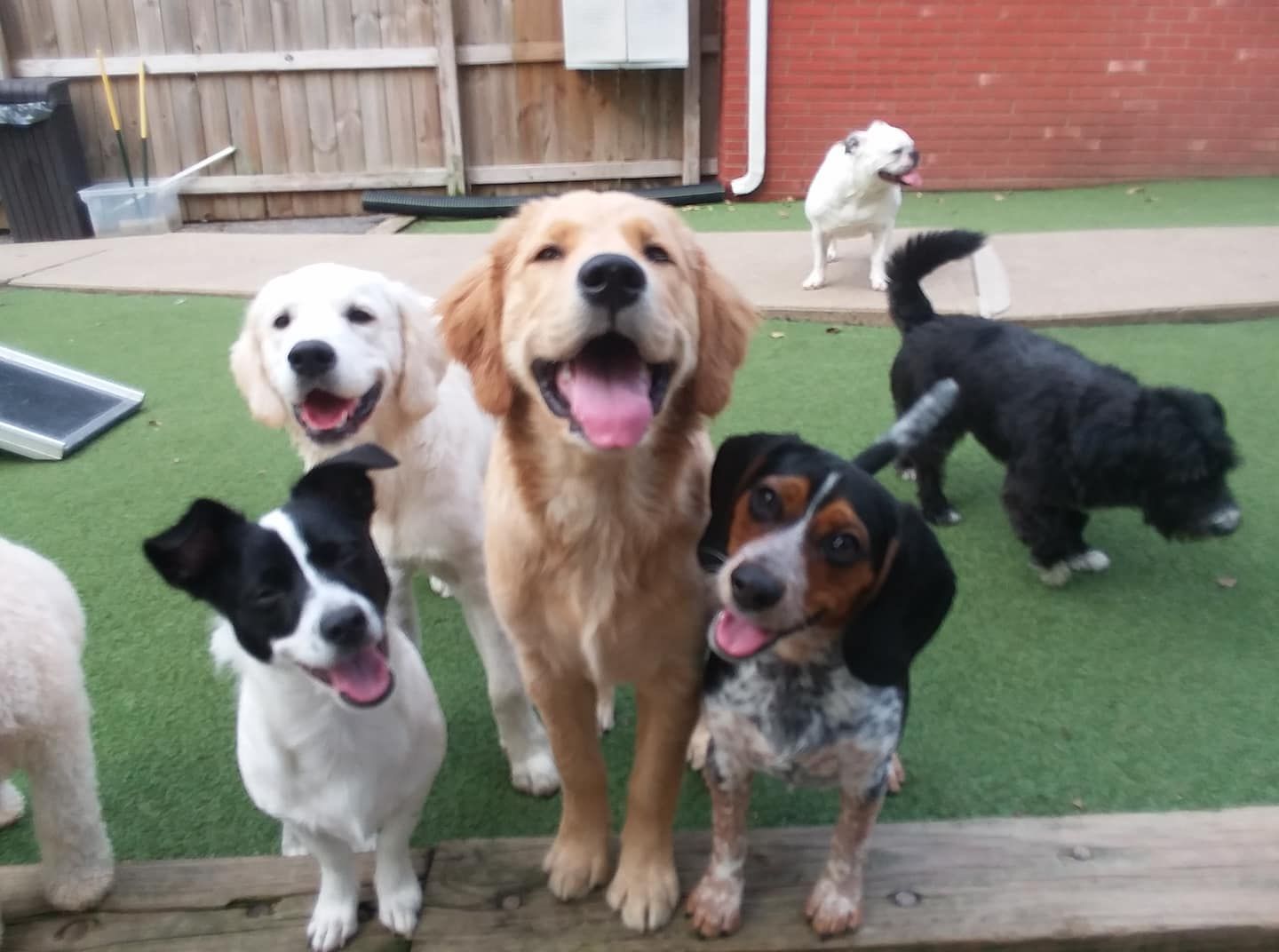 Five dogs sitting on a grassy patio, including a golden retriever and a black-and-white dog in front