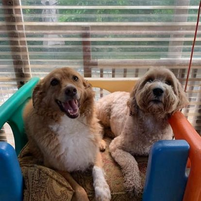 Two small tan dogs sitting together in colorful plastic chairs by a window