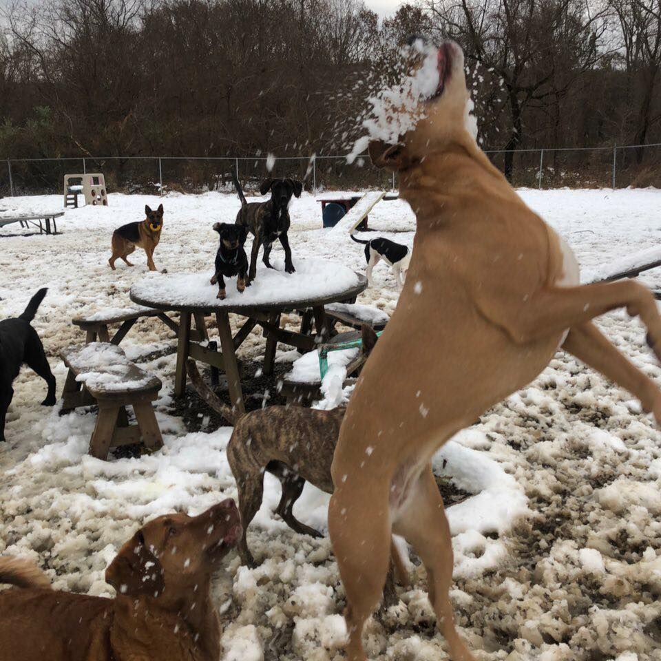 Dogs playing in the snow around a round picnic table, with one tan dog leaping up in the foreground.