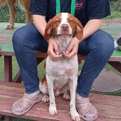Person sitting with a brown-and-white dog on a bench, holding its chin in a park.