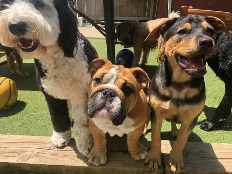 Three dogs sitting on a wooden deck, including a black-and-tan dog and a bulldog in front.