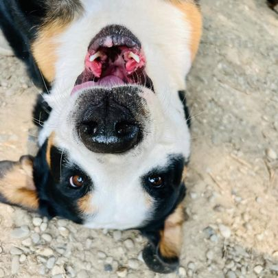 Upside-down black, white, and tan dog with open mouth on gravel.