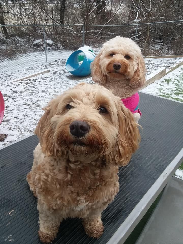 Two fluffy dogs on an outdoor deck in light snow, one tan in front and one white behind.