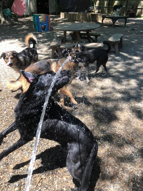 Several dogs playing under a stream of water in a shady park area