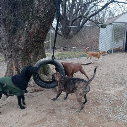 Three dogs playing tug-of-war with a tire swing in a fenced yard