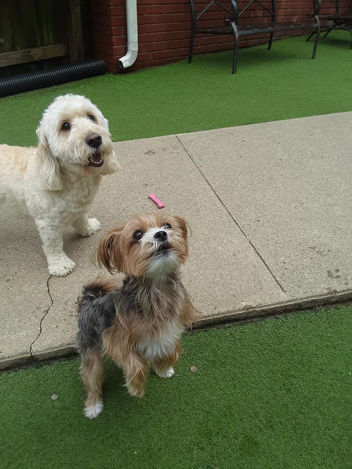 Two small dogs standing on artificial turf, one white and one brown with a pink bow.