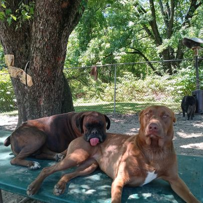 Three dogs lounging on a green bench under a tree in a fenced yard