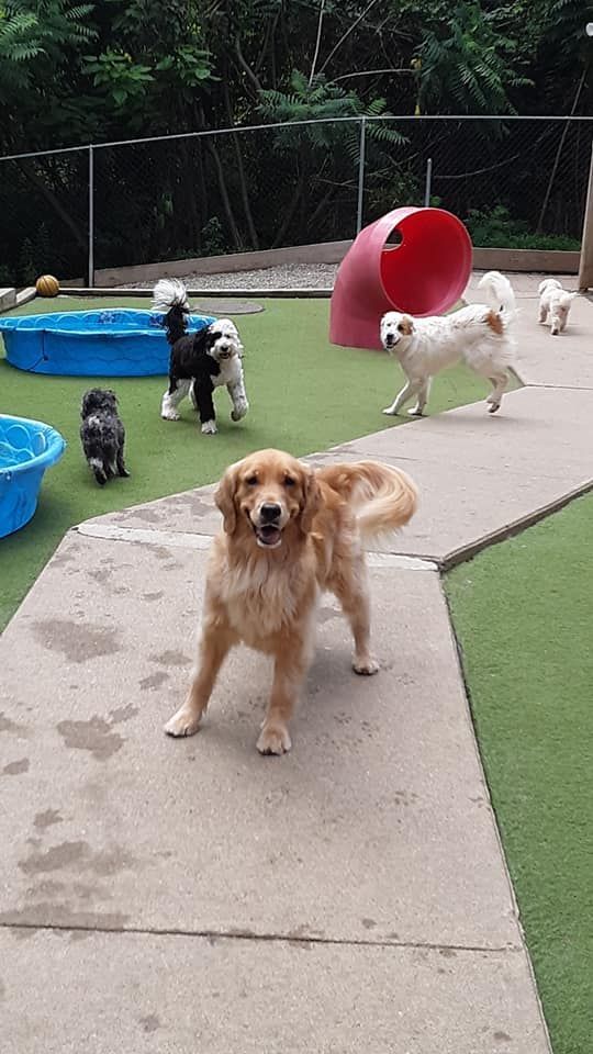 Golden retriever on a paved path at a dog park, with several dogs and colorful play equipment nearby