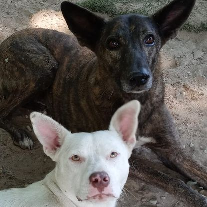 Two dogs lying together, a white dog in front and a brindle dog behind, on the ground outdoors