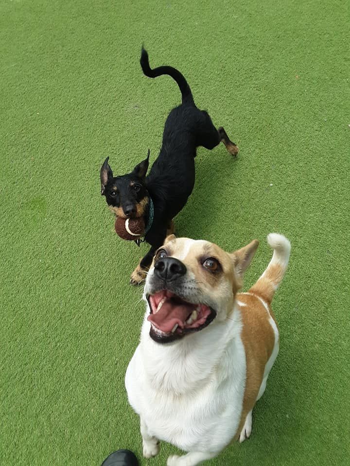 Two happy dogs on green turf, a black dog behind a tan-and-white dog in front.