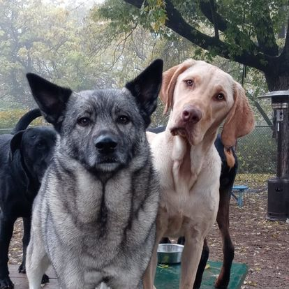 Two dogs standing outdoors under trees, a black shepherd mix and a tan lab mix, both looking at the camera