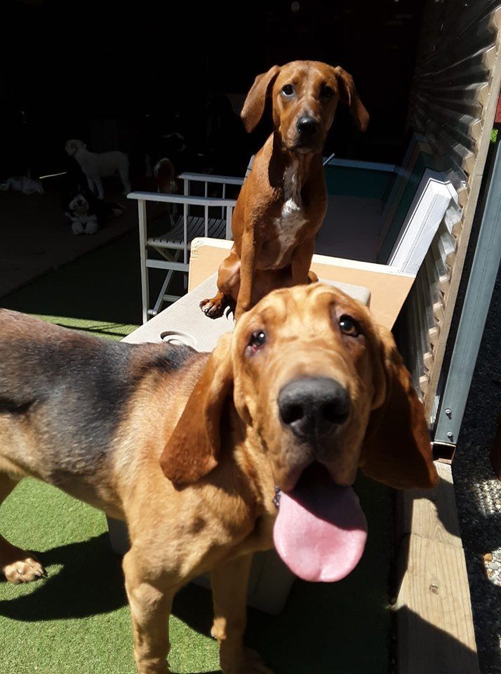 Two brown hounds on a porch, one close with tongue out and one standing behind it in sunlight