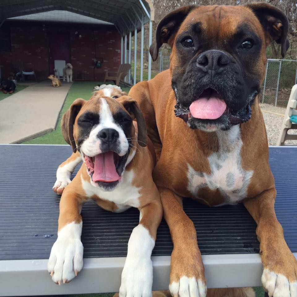 Two brown-and-white dogs with tongues out леж on a deck, looking at the camera.