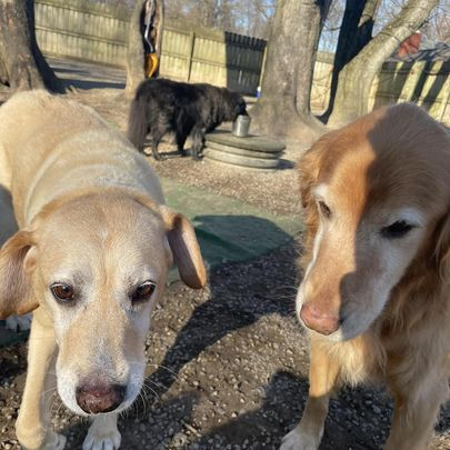 Two dogs standing outdoors in a yard, with a black dog near a tree in the background.