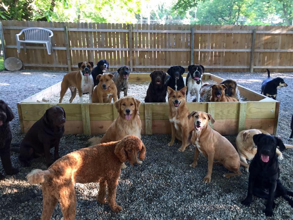 A group of dogs of various breeds gathered in a fenced gravel yard outdoors.
