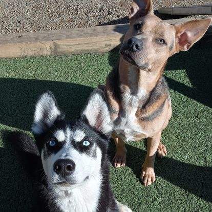 Two dogs on green turf, a black-and-white husky in front and a tan dog behind, both looking up.