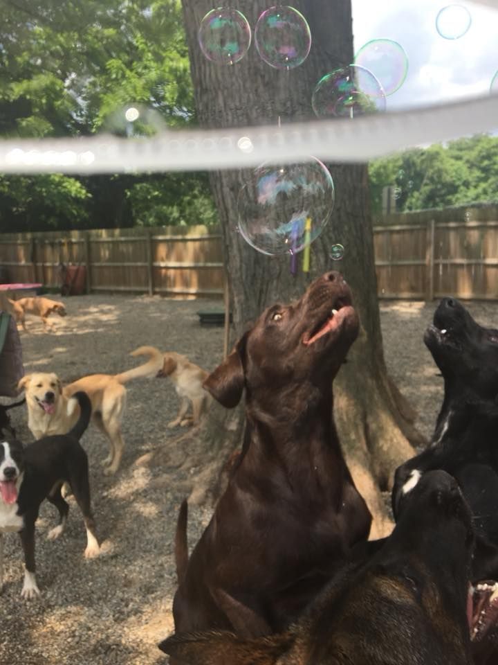 Dogs in a fenced yard jumping at bubbles, with one brown dog reaching up under trees.