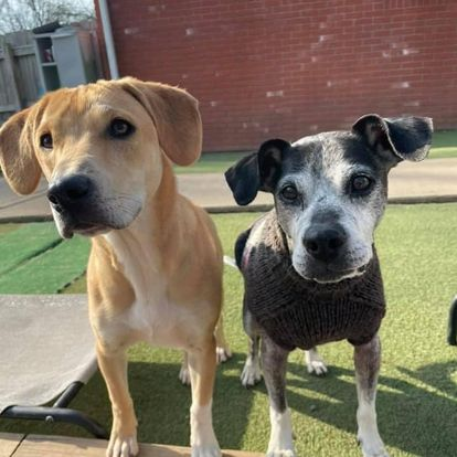 Two small dogs standing on a lawn, one tan and one gray in a sweater, in front of a brick building