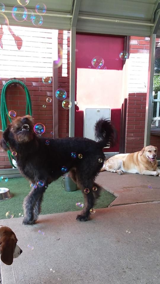 Black dog stands on a porch while a tan dog lies nearby, with bubbles and a red wall in the background.
