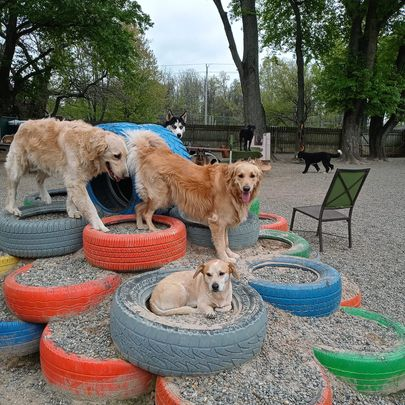 Dogs playing on stacked colorful tires in an outdoor park