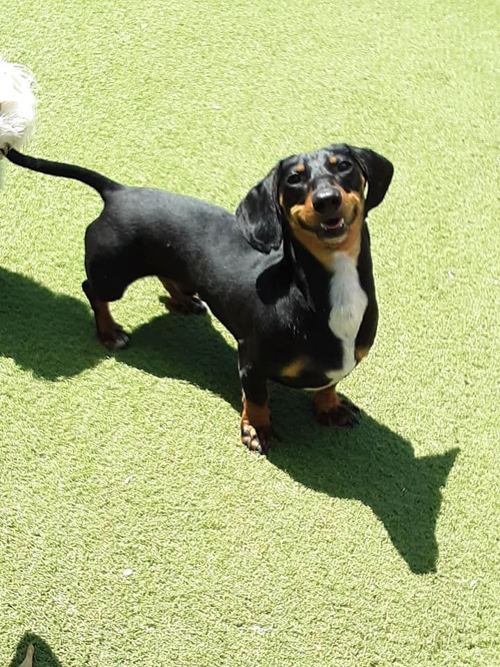 Small black-and-tan dachshund standing on bright green grass, looking up with tail raised.