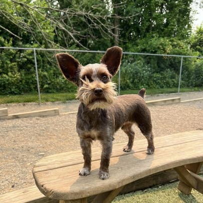 Small brown dog standing on a wooden bench outdoors, with oversized ears and a bushy beard