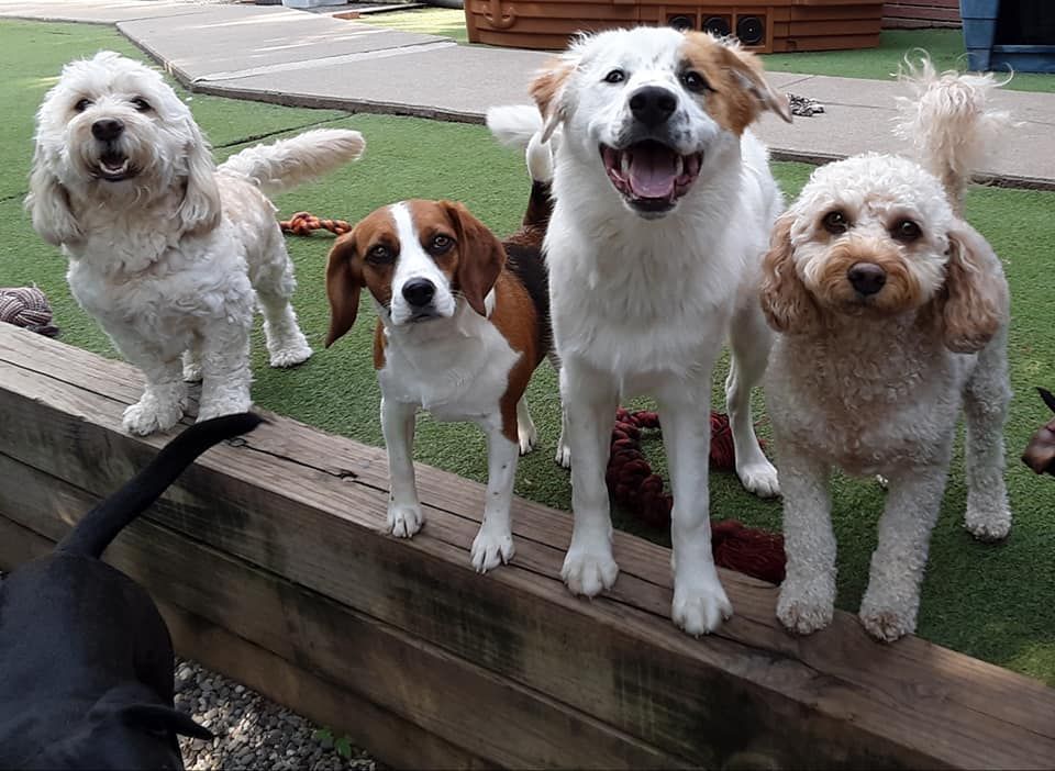 Four dogs on a wooden ledge outdoors, one brown-and-white puppy between three fluffy white dogs.