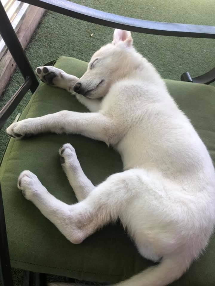 White dog sleeping on a green cushion on a chair indoors.