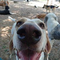 Close-up of a smiling dog with a large nose in a dirt yard, with other dogs in the background