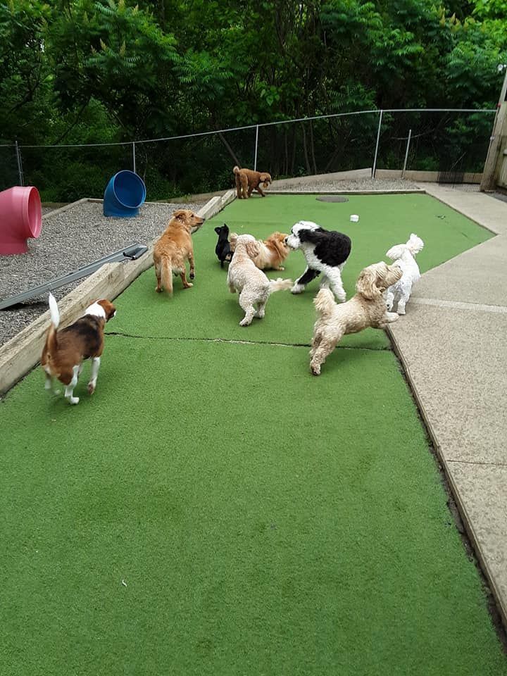 Several dogs running and playing on a fenced artificial turf yard with a concrete path.