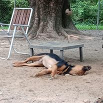 Dog lying asleep on dirt beside a bench and chair under a tree in a park