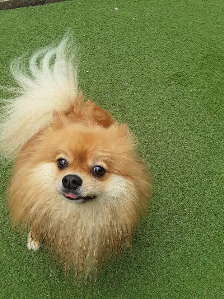 Small fluffy tan Pomeranian standing on green grass, looking up with tongue out and tail raised