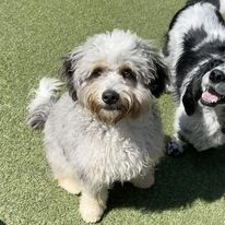 Two fluffy small dogs on green grass, one white and gray looking up at the camera