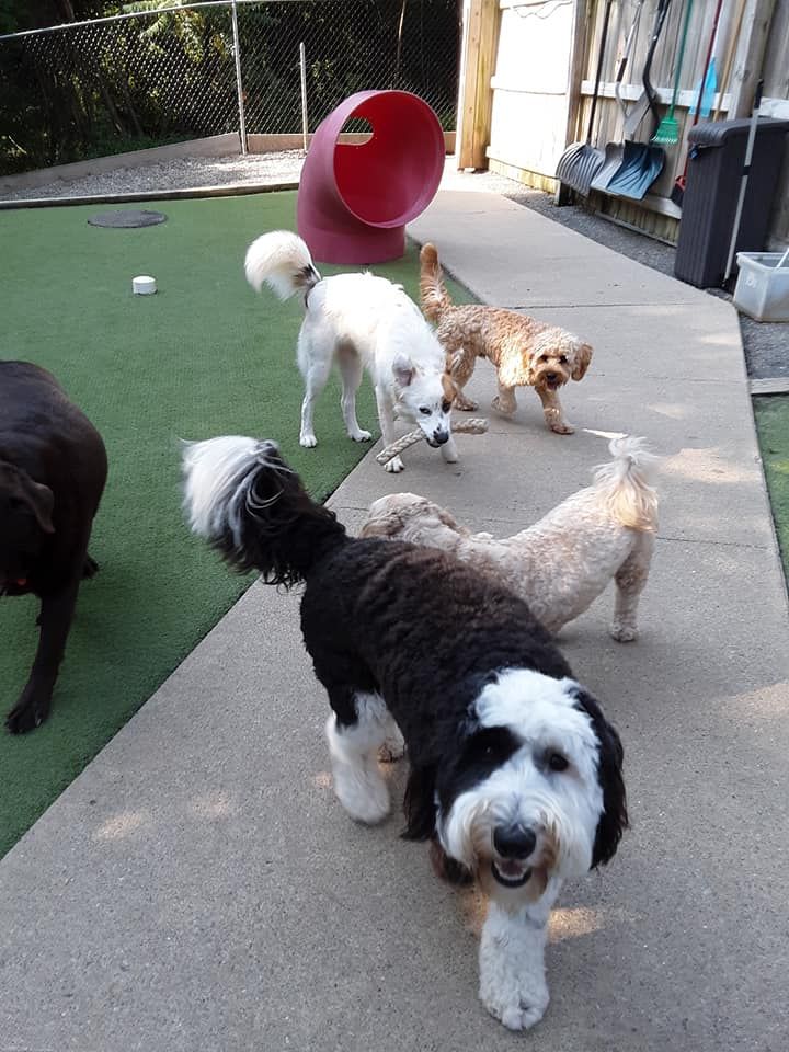 Five dogs on a patio, including a black-and-white dog in front, with a red tunnel in the background