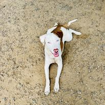 White and brown dog lying on sandy ground, looking up with mouth open.
