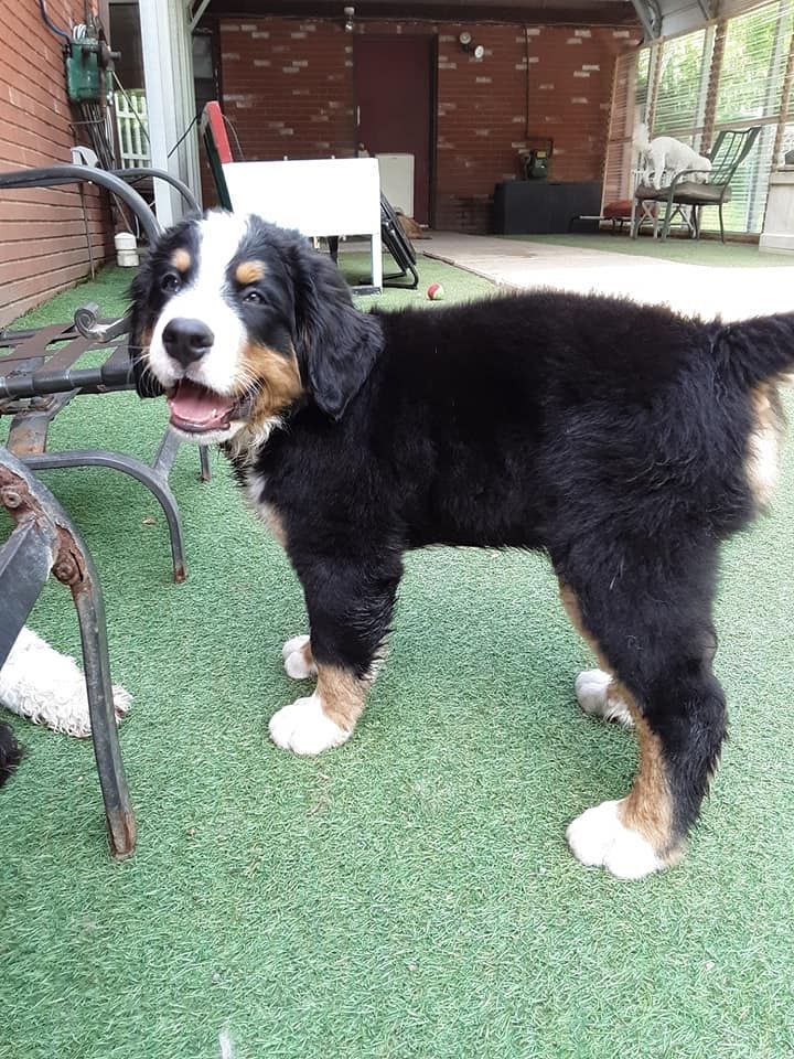 Black, white, and tan Bernese mountain dog standing on green turf outdoors.