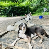 Two dogs resting on a raised platform outdoors, one black-and-white in front and one white dog behind.