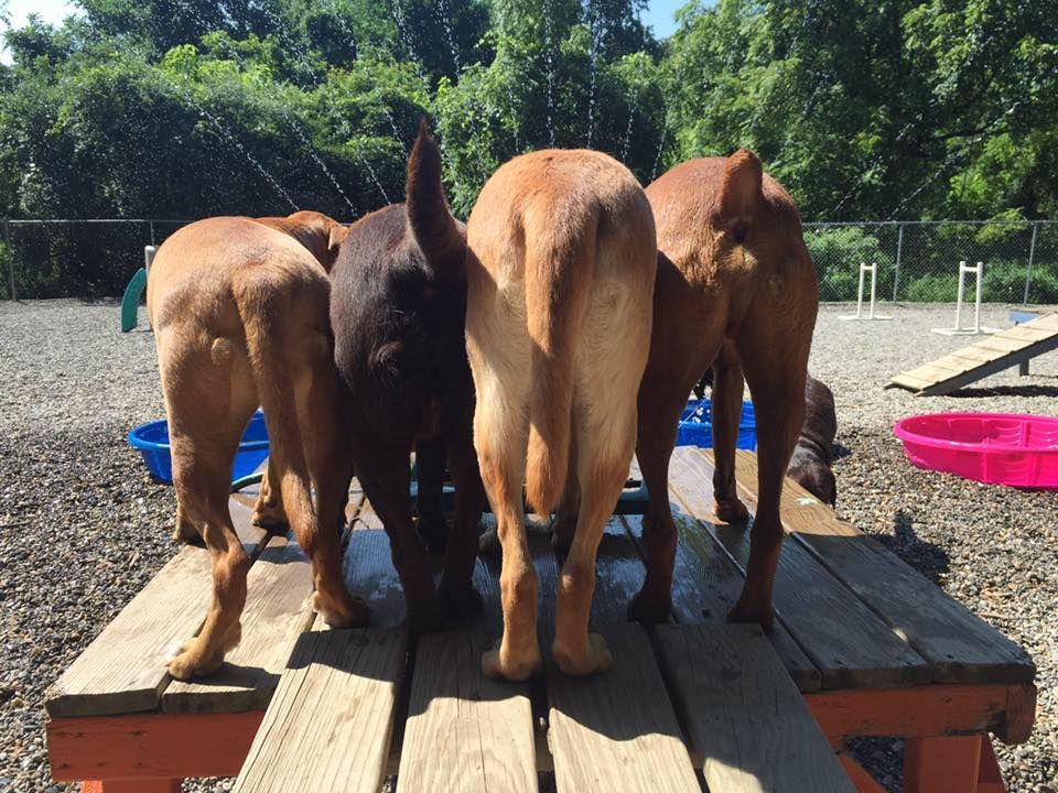 Five horses standing rear-facing on a platform outdoors, with trees and blue buckets in the background