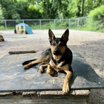Black and tan dog lying on a raised platform outdoors, with a blurred park background