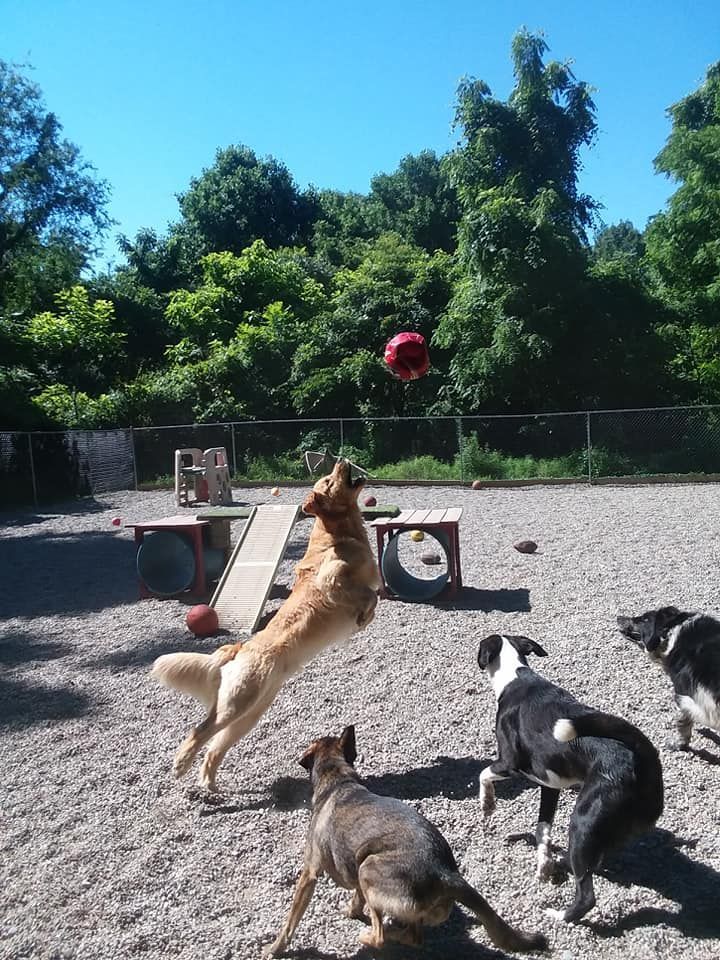 Three dogs jump and run at a red ball in a sunny outdoor dog park.