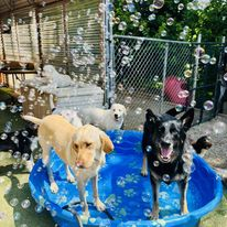 Two dogs standing in a blue kiddie pool, with a third dog behind them in a fenced yard with bubbles.