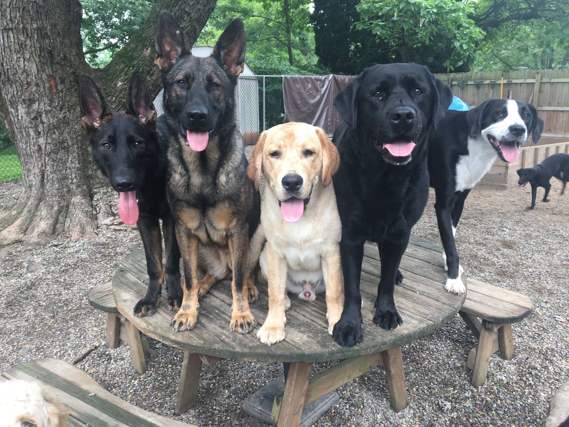 Five dogs sitting on a picnic table outdoors, panting with tongues out.