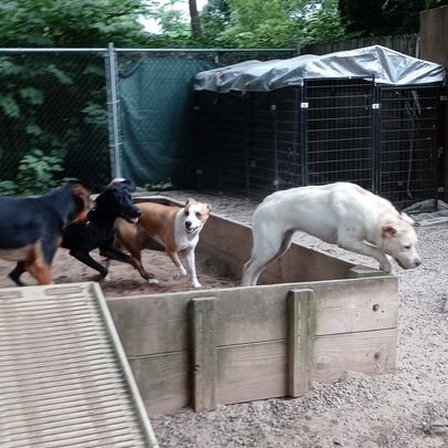 Four dogs in an outdoor kennel, including a white dog in front and two black-and-tan dogs behind.