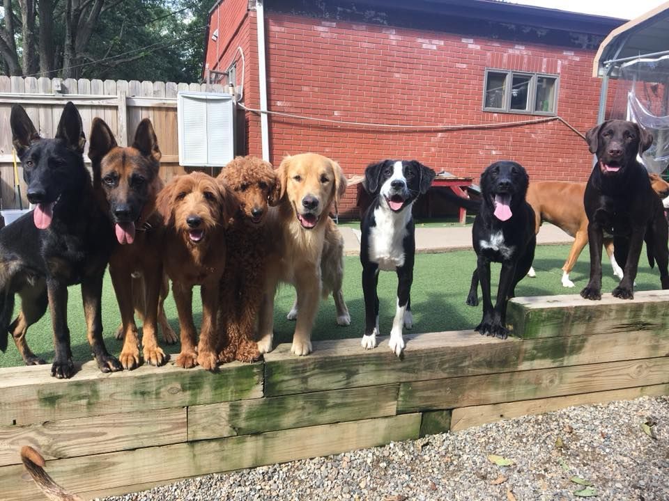 Eight dogs standing side by side on a wooden ledge in a backyard, with a red brick building behind them