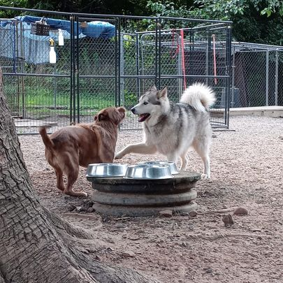 Two dogs sniff each other beside a metal water bowl in a fenced outdoor kennel.