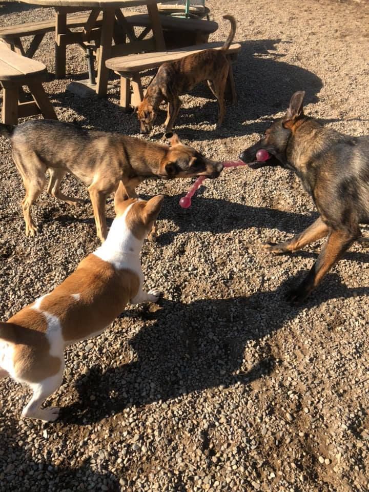 Four dogs playing tug-of-war on gravel near picnic tables in bright sunlight