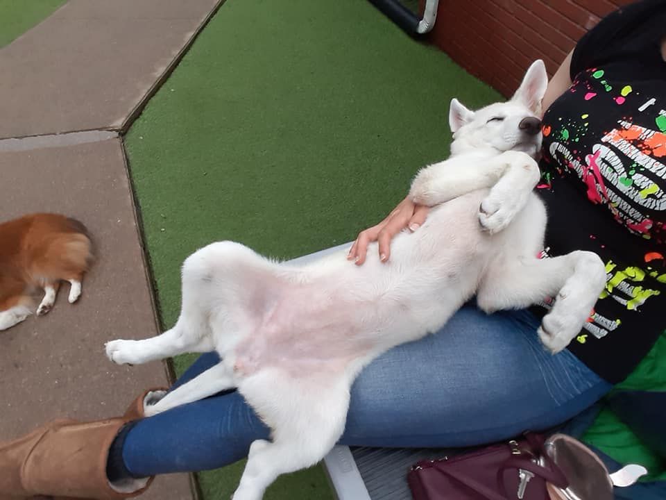 White dog леж on its back in a person’s lap outdoors on green turf, with another dog nearby.