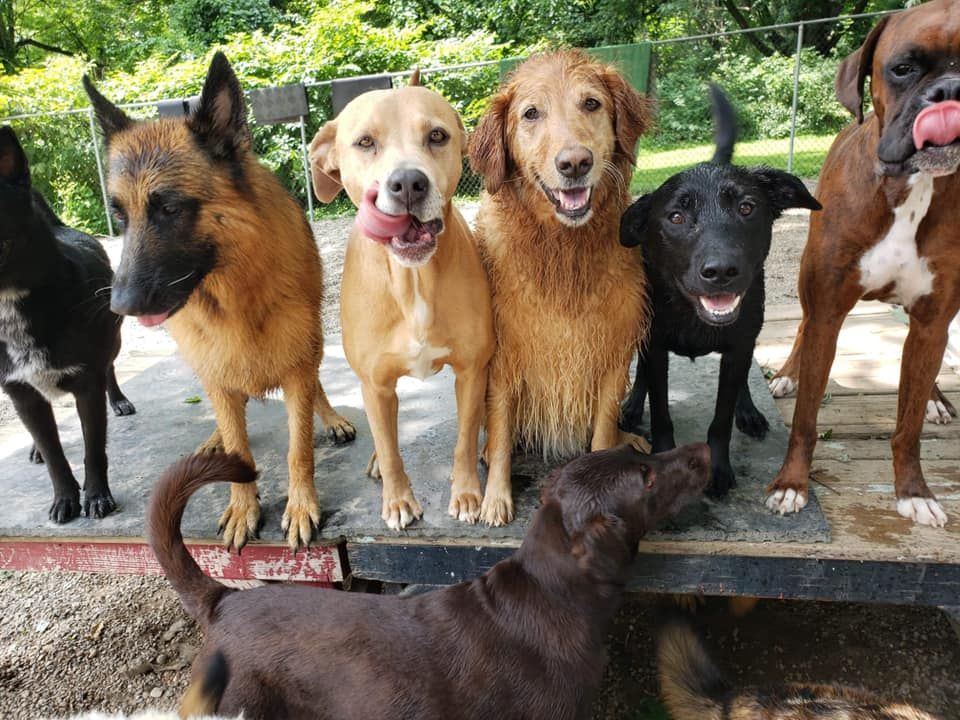 Several dogs lined up on a bench outdoors, with another dog in front looking up at them.