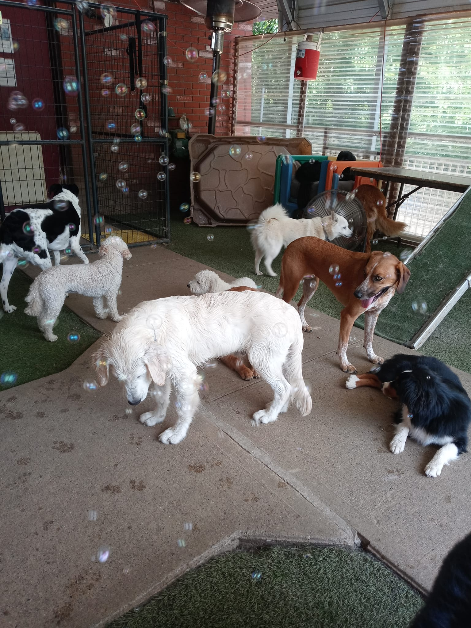 Several dogs of different colors stand and sniff around inside a fenced kennel area.